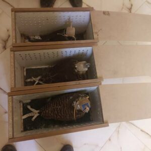 کشف سه گونه ارزشمند شاهین شکاری در شهرستان ریگان