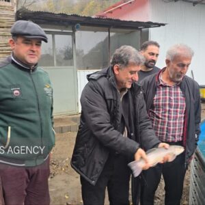 مرادی: تولید ماهیان سردابی و خاویاری رودسر ظرفیت صادراتی بالایی دارد
