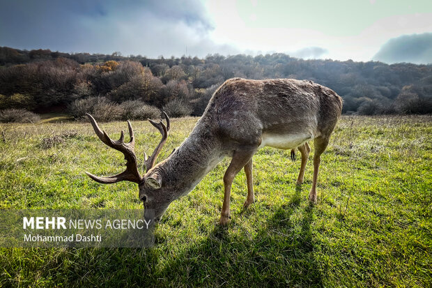 پاییز در جنگل فندقلو نمین