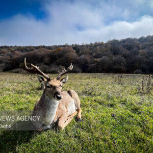 پاییز در جنگل فندقلو نمین