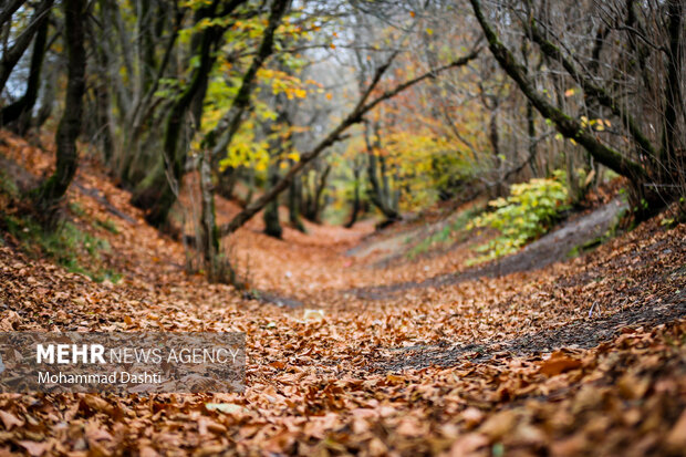 پاییز در جنگل فندقلو نمین
