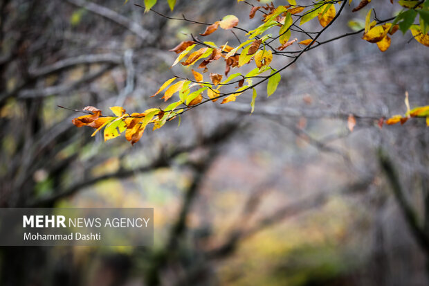 پاییز در جنگل فندقلو نمین