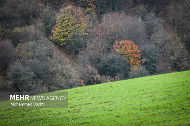 پاییز در جنگل فندقلو نمین