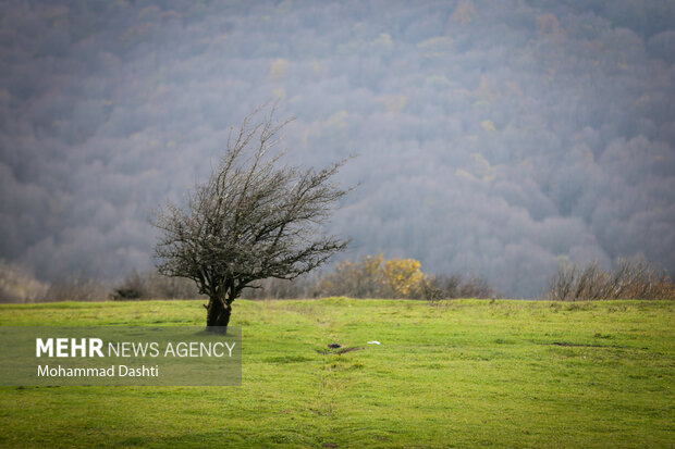 پاییز در جنگل فندقلو نمین