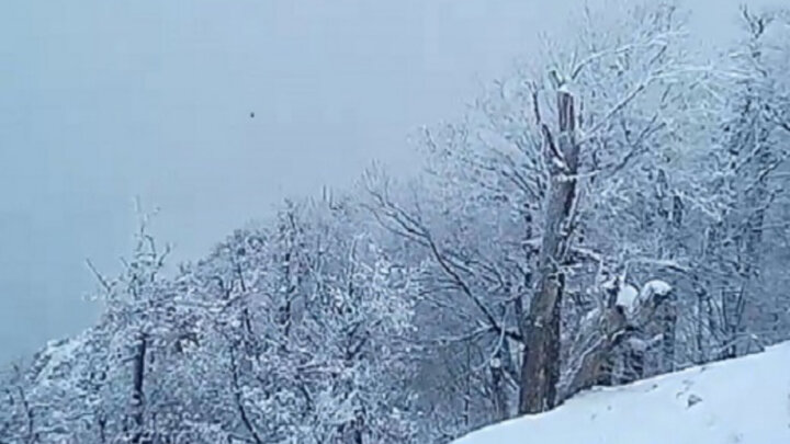 بارش سنگین برف در محور جواهرده رامسر