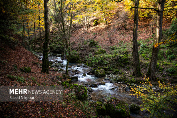 آلش‌دشت گیلان در واپسین روزهای پاییز