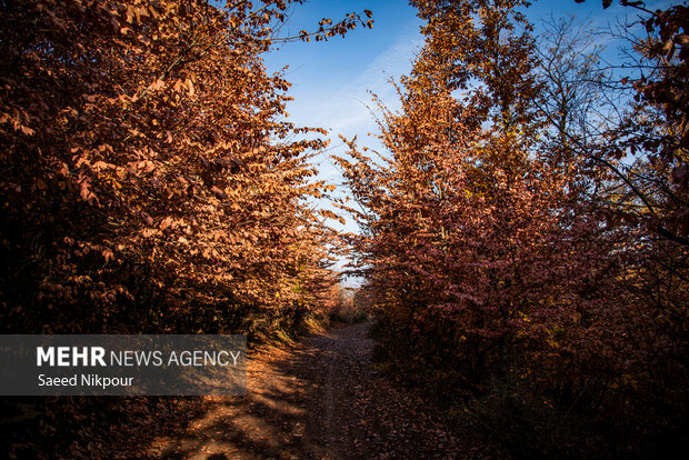 آلش‌دشت گیلان در واپسین روزهای پاییز