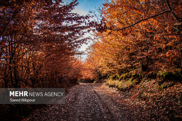 آلش‌دشت گیلان در واپسین روزهای پاییز