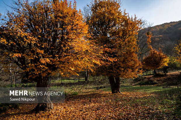 آلش‌دشت گیلان در واپسین روزهای پاییز