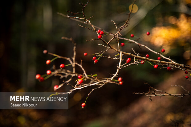 آلش‌دشت گیلان در واپسین روزهای پاییز