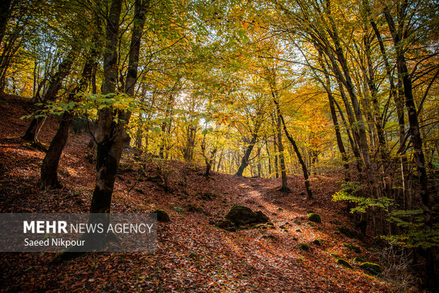 آلش‌دشت گیلان در واپسین روزهای پاییز