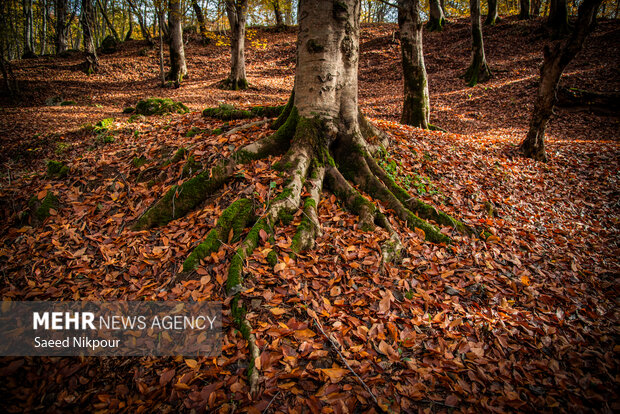 آلش‌دشت گیلان در واپسین روزهای پاییز