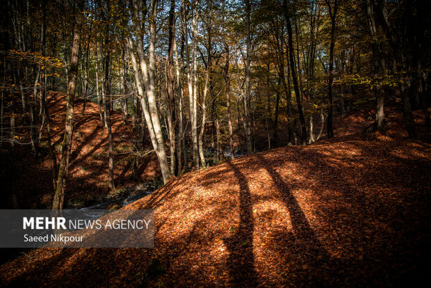 آلش‌دشت گیلان در واپسین روزهای پاییز