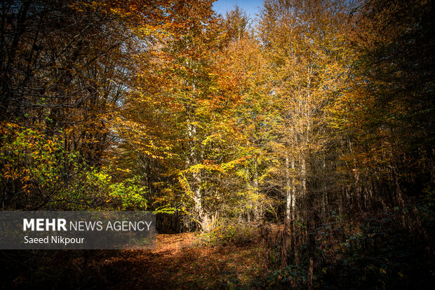 آلش‌دشت گیلان در واپسین روزهای پاییز