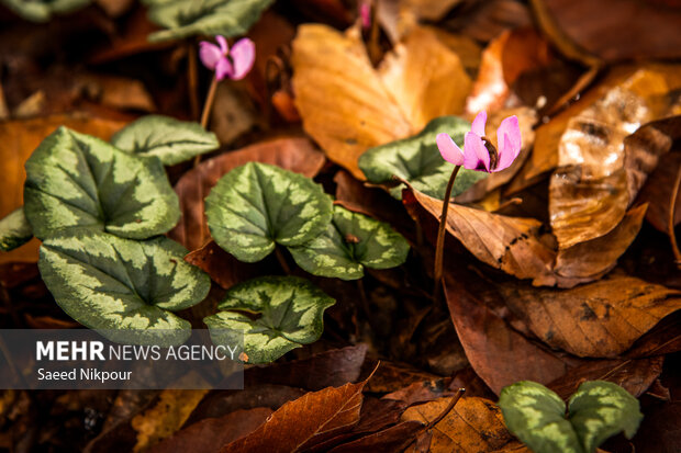 آلش‌دشت گیلان در واپسین روزهای پاییز