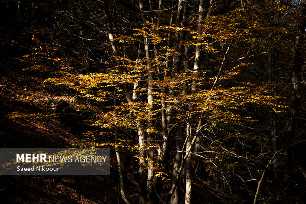 آلش‌دشت گیلان در واپسین روزهای پاییز