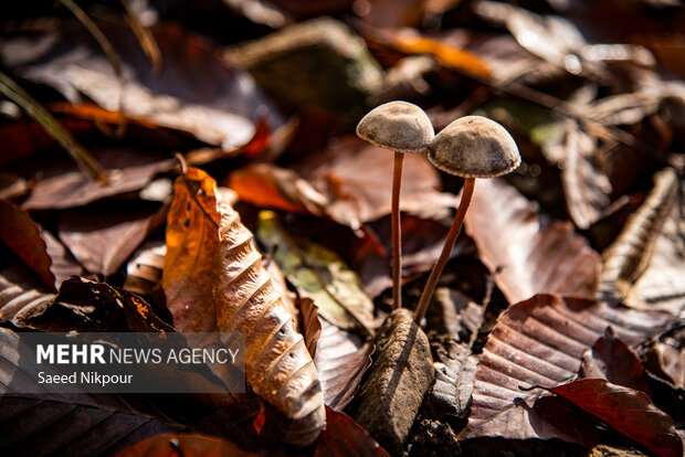 آلش‌دشت گیلان در واپسین روزهای پاییز