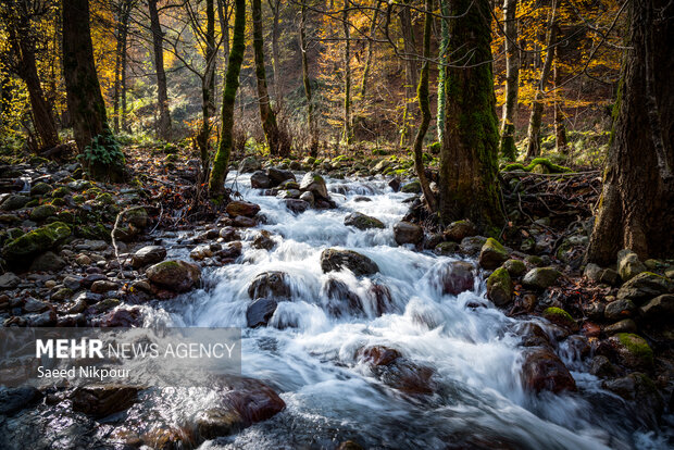 آلش‌دشت گیلان در واپسین روزهای پاییز