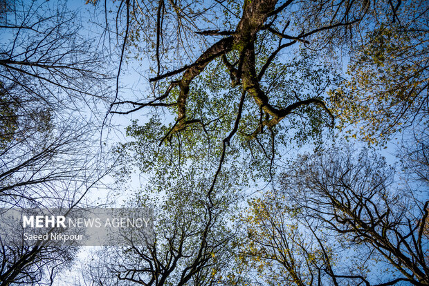 آلش‌دشت گیلان در واپسین روزهای پاییز