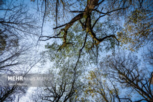 آلش‌دشت گیلان در واپسین روزهای پاییز