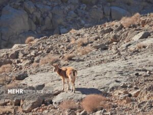 اصفهان سرشماری حیات وحش را با پهپاد در کلاه‌قاضی اجرا کرد