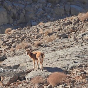 اصفهان سرشماری حیات وحش را با پهپاد در کلاه‌قاضی اجرا کرد