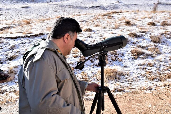 سفیدی:سرشماری زمستانه پستانداران در زیستگاه‌های اردبیل آغاز شد