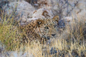 حمله پلنگ به دام‌های اهلی در بخش رودخانه رودان