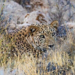 حمله پلنگ به دام‌های اهلی در بخش رودخانه رودان