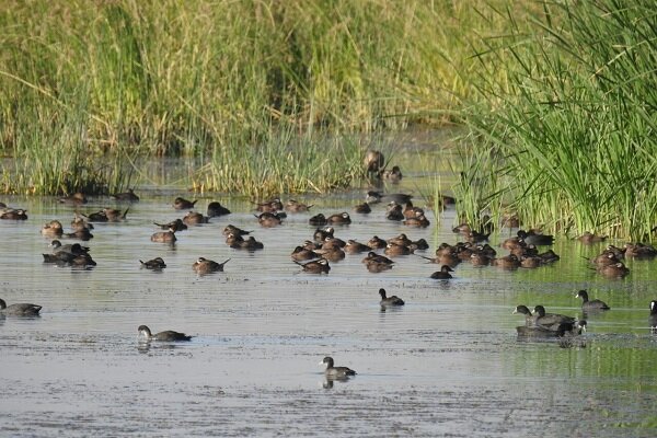 تالاب بین المللی «حسنلو»؛ تلاقی طبیعت و رازهای هزارساله
