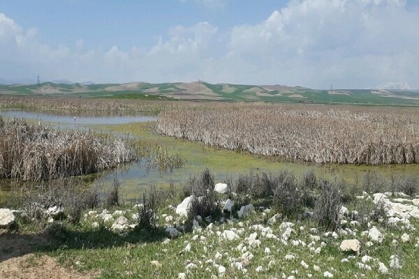 تالاب بین المللی «حسنلو»؛ تلاقی طبیعت و رازهای هزارساله