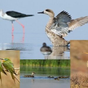 تالاب بین المللی «حسنلو»؛ تلاقی طبیعت و رازهای هزارساله