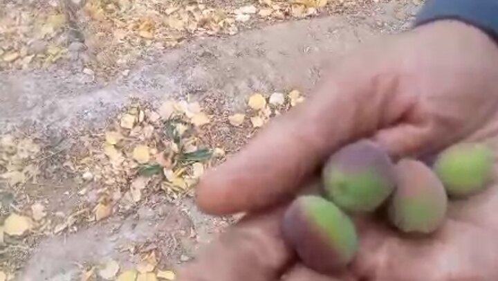 باردهی عجیب یک درخت زردآلو در آستانه زمستان در ده جمال شهرستان بهاباد
