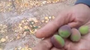 باردهی عجیب یک درخت زردآلو در آستانه زمستان در ده جمال شهرستان بهاباد