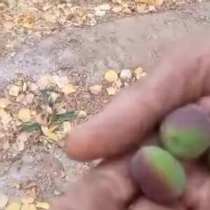 باردهی عجیب یک درخت زردآلو در آستانه زمستان در ده جمال شهرستان بهاباد