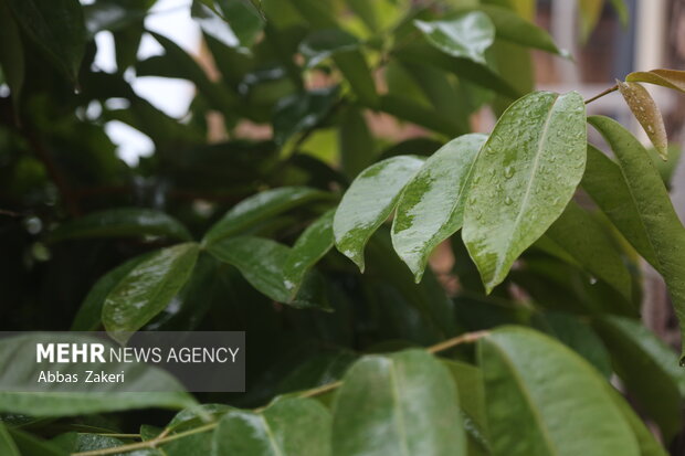 صبح یک روز بارانی در بندرعباس