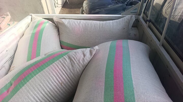 توزیع بذرهای بومی و مقاوم برای احیای منابع طبیعی کرمانشاه