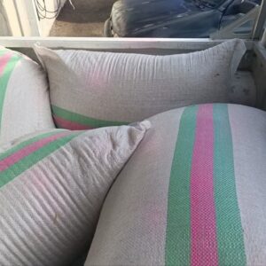 توزیع بذرهای بومی و مقاوم برای احیای منابع طبیعی کرمانشاه