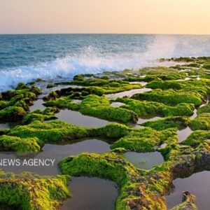 پرورش جلبک؛ ظرفیت نوین چابهار برای توسعه اقتصاد دریا محور