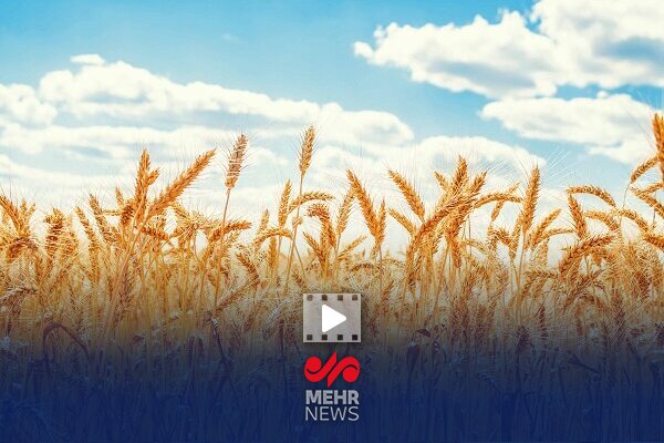 امیدواری دولت به بهبود کشت گندم با بارش‌های اخیر