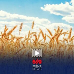 امیدواری دولت به بهبود کشت گندم با بارش‌های اخیر
