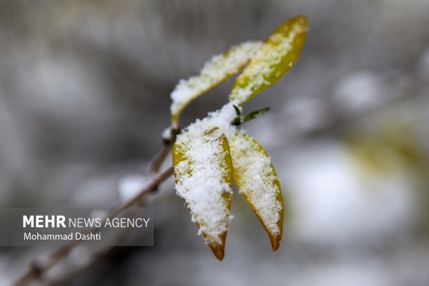 بارش اولین برف پاییزی در اردبیل