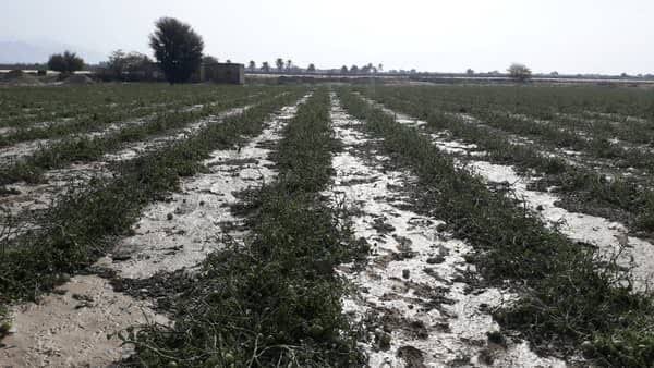 خسارت ۴۸۵ میلیارد تومانی تگرگ به مزارع گوجه‌فرنگی بردخون