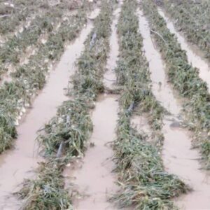 خسارت ۴۸۵ میلیارد تومانی تگرگ به مزارع گوجه‌فرنگی بردخون