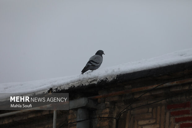 برف پاییزی در  اراک