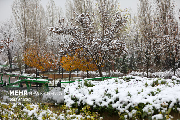مشهد در یک روز برفی