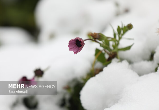 برف شدید در «کنگ»