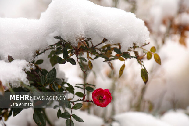 اصفهان سفیدپوش شد