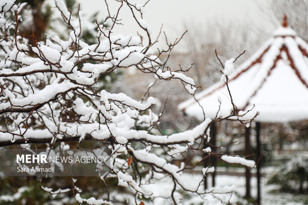 مشهد در یک روز برفی
