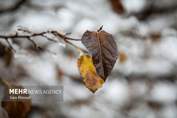 بارش شدید برف در شهرستان تربت جام